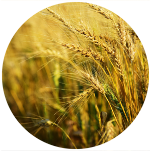 Agro